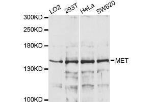 Western blot analysis of extracts of various cell lines, using MET antibody (ABIN1873686) at 1:1000 dilution. (c-MET Antikörper)