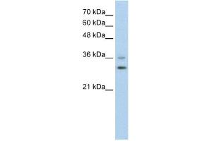 WB Suggested Anti-FOXQ1 Antibody Titration:  0.