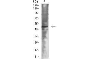 Western Blotting (WB) image for anti-Neuronal Differentiation 1 (NEUROD1) (AA 26-91) antibody (ABIN7193474)