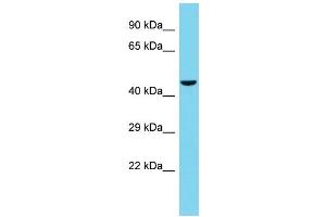Host: Rabbit Target Name: TSKU Sample Type: HepG2 Whole Cell lysates Antibody Dilution: 1. (TSKU Antikörper  (C-Term))