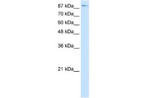 WB Suggested Anti-TCEB3 Antibody Titration:  7. (TCEB3 Antikörper  (C-Term))