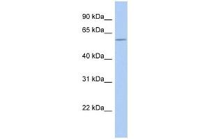 GOPC antibody used at 1 ug/ml to detect target protein. (GOPC Antikörper  (N-Term))