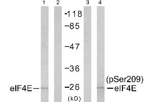 Western blot analysis of extracts from NIH/3T3 cells untreated or treated with FBS, using elF4E (Ab-209) antibody (Line 1 and 2) and elF4E (phospho- Ser209) antibody (Line 3 and 4). (EIF4E Antikörper  (Ser209))