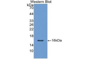 Detection of Recombinant CGRP, Rat using Polyclonal Antibody to Calcitonin Gene Related Peptide (CGRP) (CGRP Antikörper  (AA 1-134))