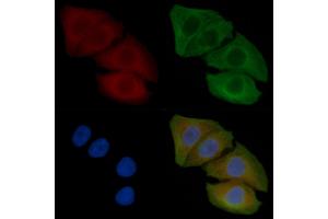 ABIN6262072 and ABIN6266555 staining Hela cells(45 min of heat-shock) by IF/ICC. (Granzyme B/H (N-Term) Antikörper)