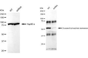 Western blotting analysis using Glucose 6 phosphate isomerase antibody (ABIN7798734). (Rekombinanter GPI Antikörper)