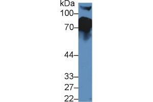 Western blot analysis of Mouse Serum, using Mouse CFH Antibody (5 µg/ml) and HRP-conjugated Goat Anti-Rabbit antibody ( (Complement Factor H Antikörper  (AA 915-1156))