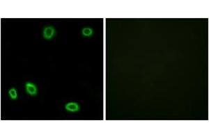 Immunofluorescence analysis of HuvEc cells, using OR5L1/2 Antibody. (OR5L1/2 Antikörper  (AA 55-104))