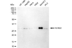 anti-Haloacid Dehalogenase-Like Hydrolase Domain Containing 2 (HDHD2) antibody
