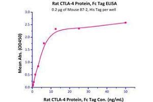 Immobilized Mouse B7-2, His Tag  with a linear range of 0. (CD86 Protein (CD86) (AA 24-245) (His tag))