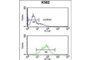KIR2DL5B Antibody (Center) (ABIN652855 and ABIN2842556) flow cytometric analysis of K562 cells (bottom histogram) compared to a negative control cell (top histogram). (KIR2DL5B Antikörper  (AA 264-290))