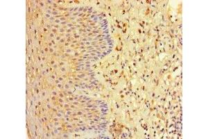 Immunohistochemistry of paraffin-embedded human tonsil tissue using ABIN7151453 at dilution of 1:100 (EHD1 Antikörper  (AA 401-498))