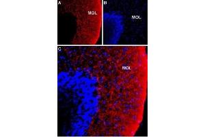Expression of NKCC1 in rat cerebellum - Immunohistochemical staining of immersion-fixed, free floating rat brain frozen sections using Anti-NKCC1 (SLC12A2) (extracellular) Antibody (ABIN7043671, ABIN7044813 and ABIN7044814), (1:100). (SLC12A2 Antikörper  (Intracellular))
