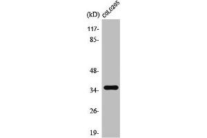 Western Blot analysis of COLO205 cells using T2R8 Polyclonal Antibody (TAS2R8 Antikörper  (Internal Region))
