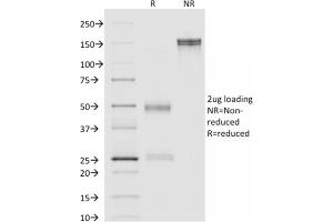 SDS-PAGE (SDS) image for anti-Annexin A1 (ANXA1) antibody (ABIN6939603)
