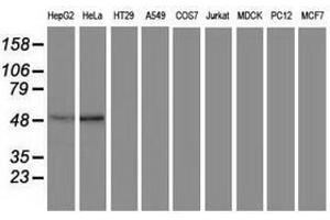 Image no. 1 for anti-Protein Kinase C and Casein Kinase Substrate in Neurons 3 (PACSIN3) antibody (ABIN1500007) (PACSIN3 Antikörper)