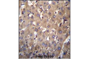 SEC63 Antibody (N-term) (ABIN657052 and ABIN2846219) immunohistochemistry analysis in formalin fixed and paraffin embedded human liver tissue followed by peroxidase conjugation of the secondary antibody and DAB staining. (SEC63 Antikörper  (N-Term))
