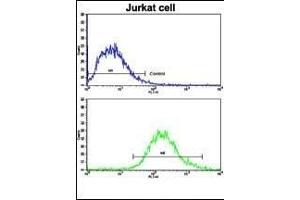 Flow cytometric analysis of jurkat cells using MERTK Antibody (bottom histogram) compared to a negative control cell (top histogram). (MERTK Antikörper)