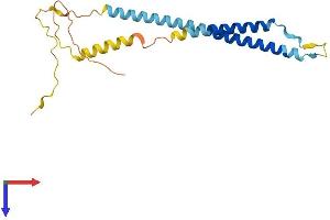 Neurensin 1 Protein (NRSN1) (AA 1-195) (His tag)