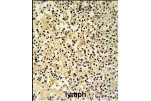 GZMB Antibody (N-term) (ABIN390495 and ABIN2840854) IHC analysis in formalin fixed and paraffin embedded human Lymph tissue followed by peroxidase conjugation of the secondary antibody and DAB staining. (GZMB Antikörper  (N-Term))