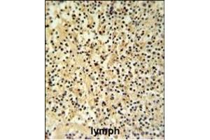 GZMB Antibody (N-term) (ABIN390495 and ABIN2840854) IHC analysis in formalin fixed and paraffin embedded human Lymph tissue followed by peroxidase conjugation of the secondary antibody and DAB staining. (GZMB Antikörper  (N-Term))