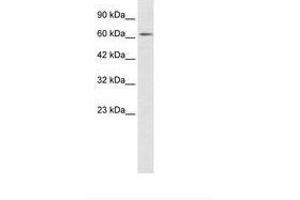 ZNF649 antibody  (AA 436-485)