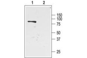 Western blot analysis of rat kidney membranes: - 1. (KCNJ1 Antikörper  (C-Term, Intracellular))