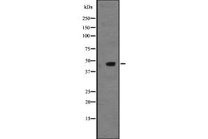 Western blot analysis of NMUR2 expression in ; HepG2 cell lysate,The lane on the left is treated with the antigen-specific peptide. (NMUR2 Antikörper  (C-Term))