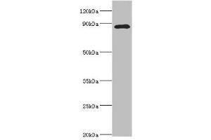 Western blot All lanes: Cell division cycle 5-like protein antibody at 4 μg/mL + Mouse brain tissue Secondary Goat polyclonal to rabbit IgG at 1/10000 dilution Predicted band size: 90 kDa Observed band size: 90 kDa (CDC5L Antikörper  (AA 563-802))