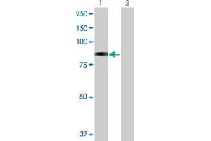 Western Blot analysis of GLB1 expression in transfected 293T cell line by GLB1 MaxPab polyclonal antibody. (GLB1 Antikörper  (AA 1-677))