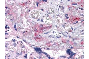 Immunohistochemical analysis of paraffin-embedded human Placenta tissues using ERN1 mouse mAb (ERN1 Antikörper)