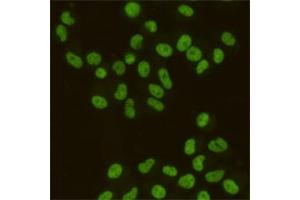 Immunocytochemistry staining of HeLa cells fixed with 4 % Paraformaldehyde and using SAFB1 mouse mAb (dilution 1:200). (SAFB Antikörper)