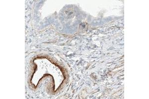 Immunohistochemical staining (Formalin-fixed paraffin-embedded sections) of human fallopian tube with FLT1 monoclonal antibody, clone CL0345  shows strong immunoreactivity in the endothelial cells. (FLT1 Antikörper)