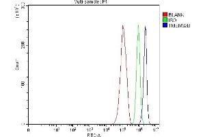 anti-Transmembrane Protein 52B (TMEM52B) (AA 22-183) antibody