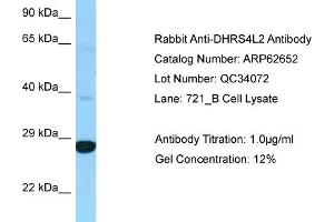 Western Blotting (WB) image for anti-Dehydrogenase/reductase (SDR Family) Member 4 Like 2 (DHRS4L2) (C-Term) antibody (ABIN2789199) (DHRS4L2 Antikörper  (C-Term))