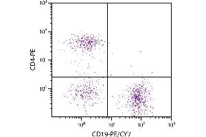 C57BL/6 mouse splenocytes were stained with Rat Anti-Mouse CD19-PE/CY7. (CD19 Antikörper  (PE-Cy7))