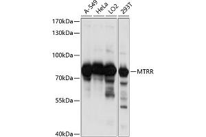 Western blot analysis of extracts of various cell lines, using MTRR antibody (ABIN6129840, ABIN6144180, ABIN6144181 and ABIN6218553) at 1:1000 dilution. (MTRR Antikörper  (AA 50-230))