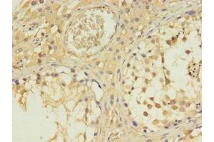 Immunohistochemistry of paraffin-embedded human testis tissue using ABIN7156983 at dilution of 1:100 (RABL4 Antikörper  (AA 1-186))