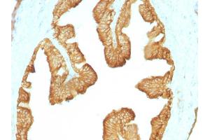 Formalin-fixed, paraffin-embedded Rat Oviduct stained with Cytokeratin, HMW Monoclonal Antibody (KRTL/1077).