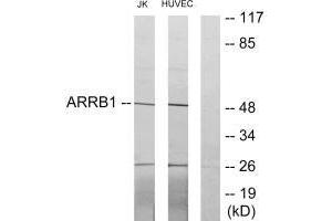 Western blot analysis of extracts from Jurkat cells and HUVEC cells, using ARRB1 antibody. (beta Arrestin 1 Antikörper  (C-Term))