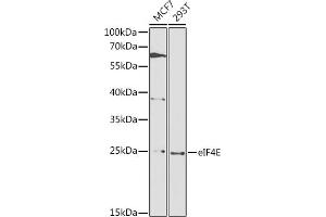 Western blot analysis of extracts of various cell lines, using eIF4E antibody  at 1:1000 dilution. (EIF4E Antikörper  (AA 1-217))