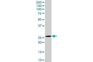 CAPNS1 MaxPab polyclonal antibody. (Calpain S1 Antikörper  (AA 1-268))