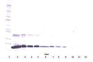 Image no. 2 for anti-Tumor Necrosis Factor Receptor Superfamily, Member 1A (TNFRSF1A) antibody (ABIN465074) (TNFRSF1A Antikörper)