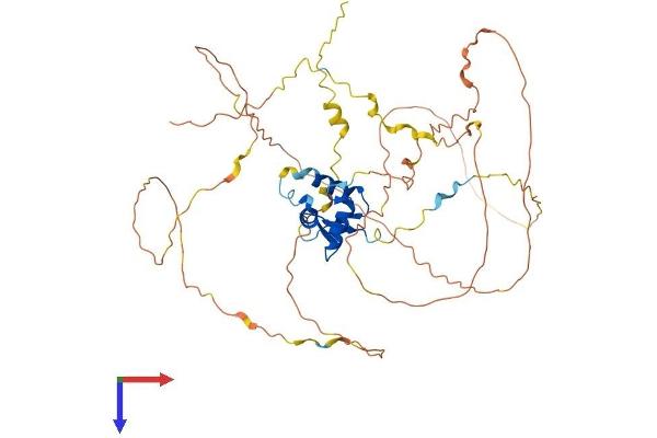 FOXO4 Protein (AA 1-505) (His tag)