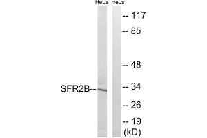 Western Blotting (WB) image for anti-serine/arginine-Rich Splicing Factor 8 (SRSF8) (Internal Region) antibody (ABIN1852230) (SFRS2B Antikörper  (Internal Region))