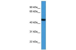 Western Blot showing ADORA2A antibody used at a concentration of 1-2 ug/ml to detect its target protein. (Adenosine A2a Receptor Antikörper  (N-Term))