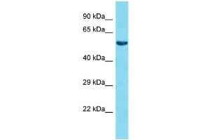 Host: Rabbit Target Name: FAM117A Sample Type: HepG2 Whole Cell lysates Antibody Dilution: 1. (FAM117A Antikörper  (C-Term))