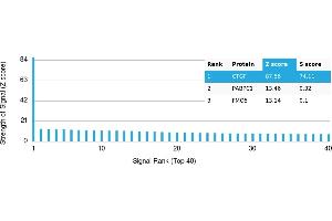 Protein Array (PAr) image for anti-Connective Tissue Growth Factor (CTGF) antibody (ABIN7456216) (CTGF Antikörper)