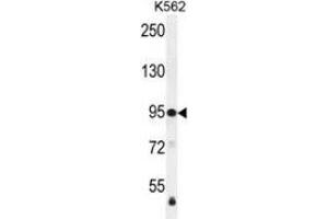 Western blot analysis in K562 cell line lysates (35ug/lane) using MSH2 Antibody . (MSH2 Antikörper  (Middle Region))