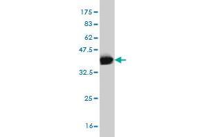 Western Blot detection against Immunogen (36. (ERMAP Antikörper  (AA 376-475))